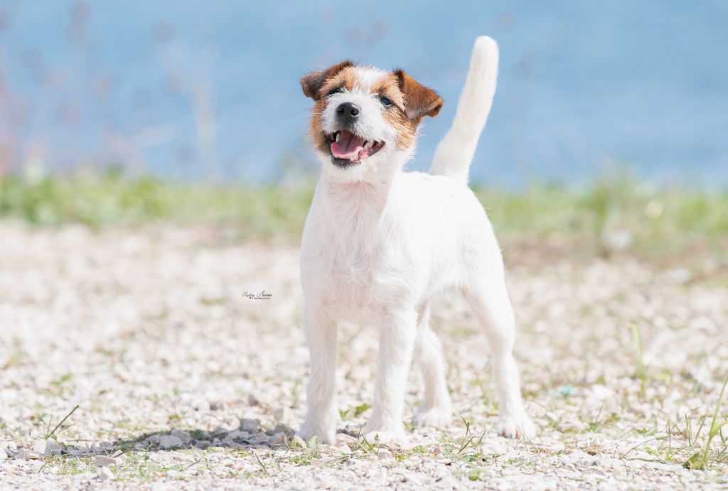 Sunny boo du Bois de Compiègne