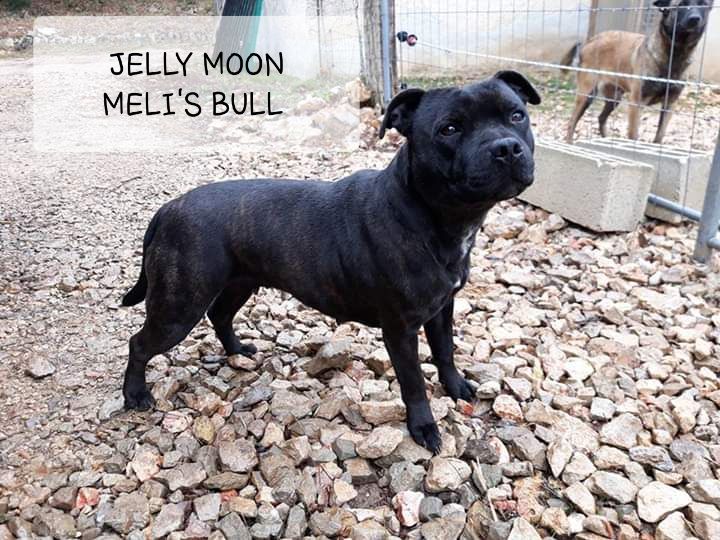 Jelly moon Meli's Bull