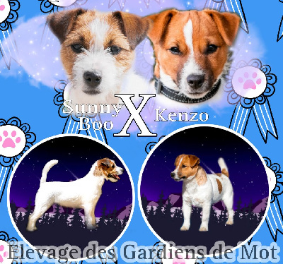 Des Gardiens De Mot - Jack Russell Terrier - Portée née le 23/03/2024