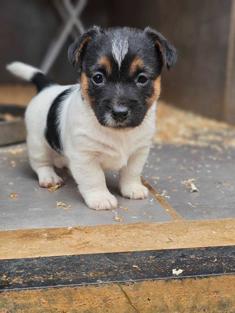 Des Gardiens De Mot - Chiot disponible  - Jack Russell Terrier