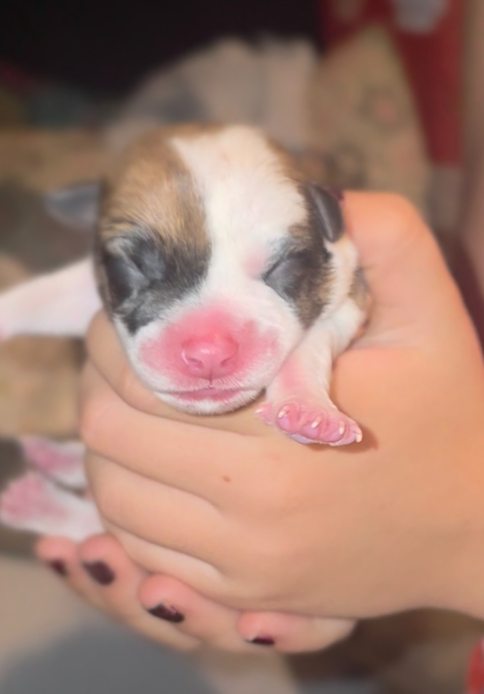 Des Gardiens De Mot - Chiots disponibles - Jack Russell Terrier