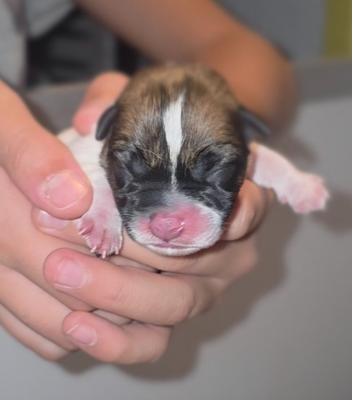 Des Gardiens De Mot - Chiots disponibles - Jack Russell Terrier
