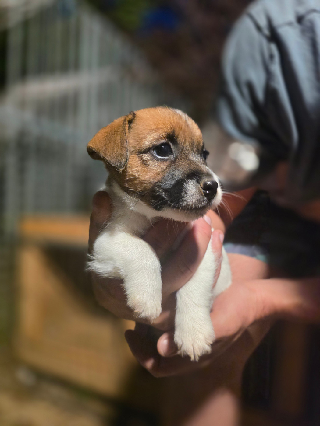 Des Gardiens De Mot - Chiots disponibles - Jack Russell Terrier