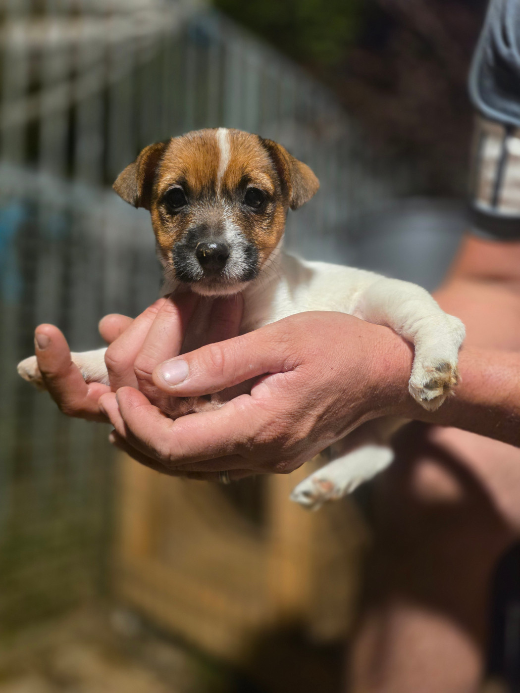 Des Gardiens De Mot - Chiots disponibles - Jack Russell Terrier