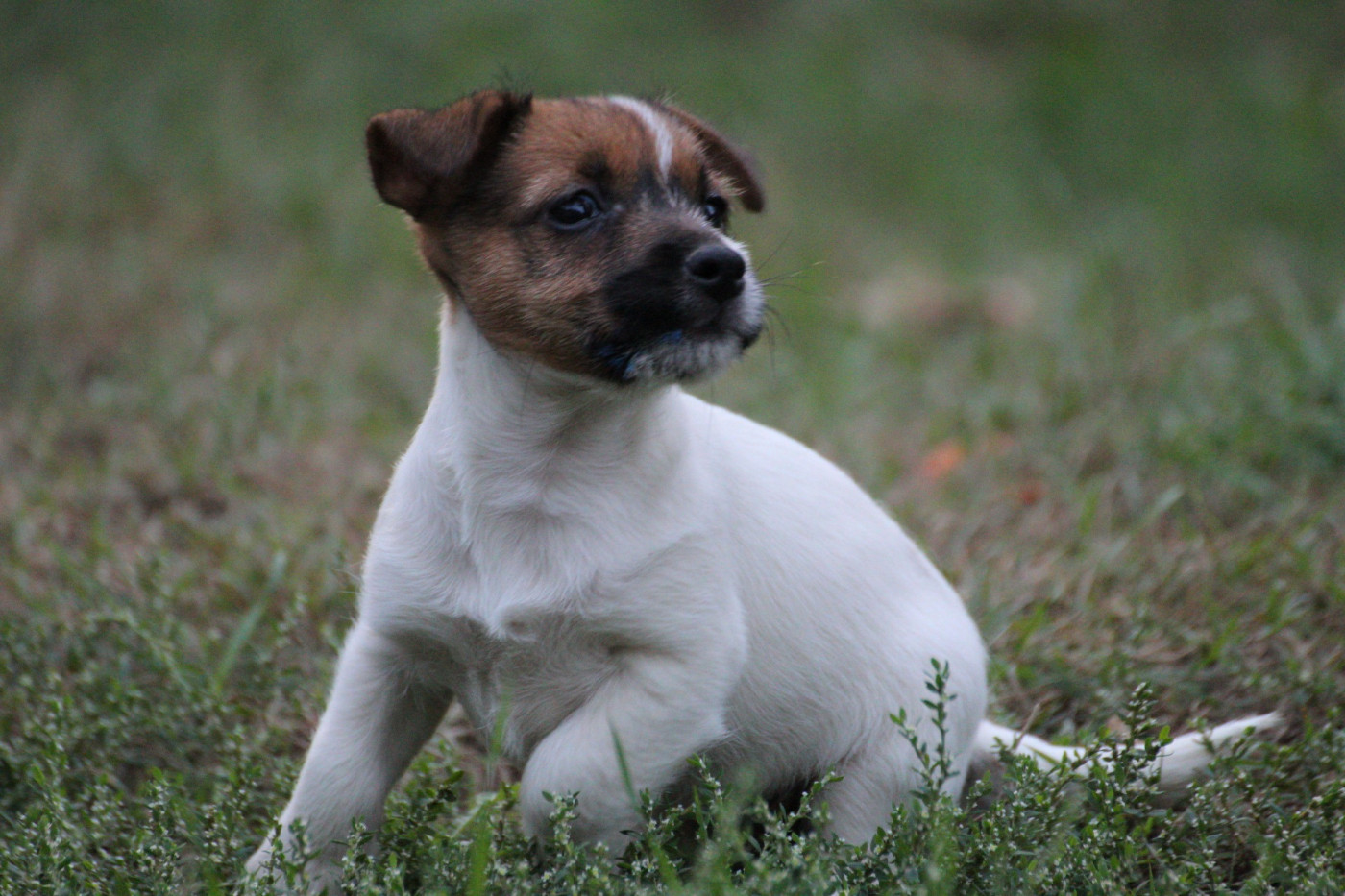 Des Gardiens De Mot - Chiots disponibles - Jack Russell Terrier