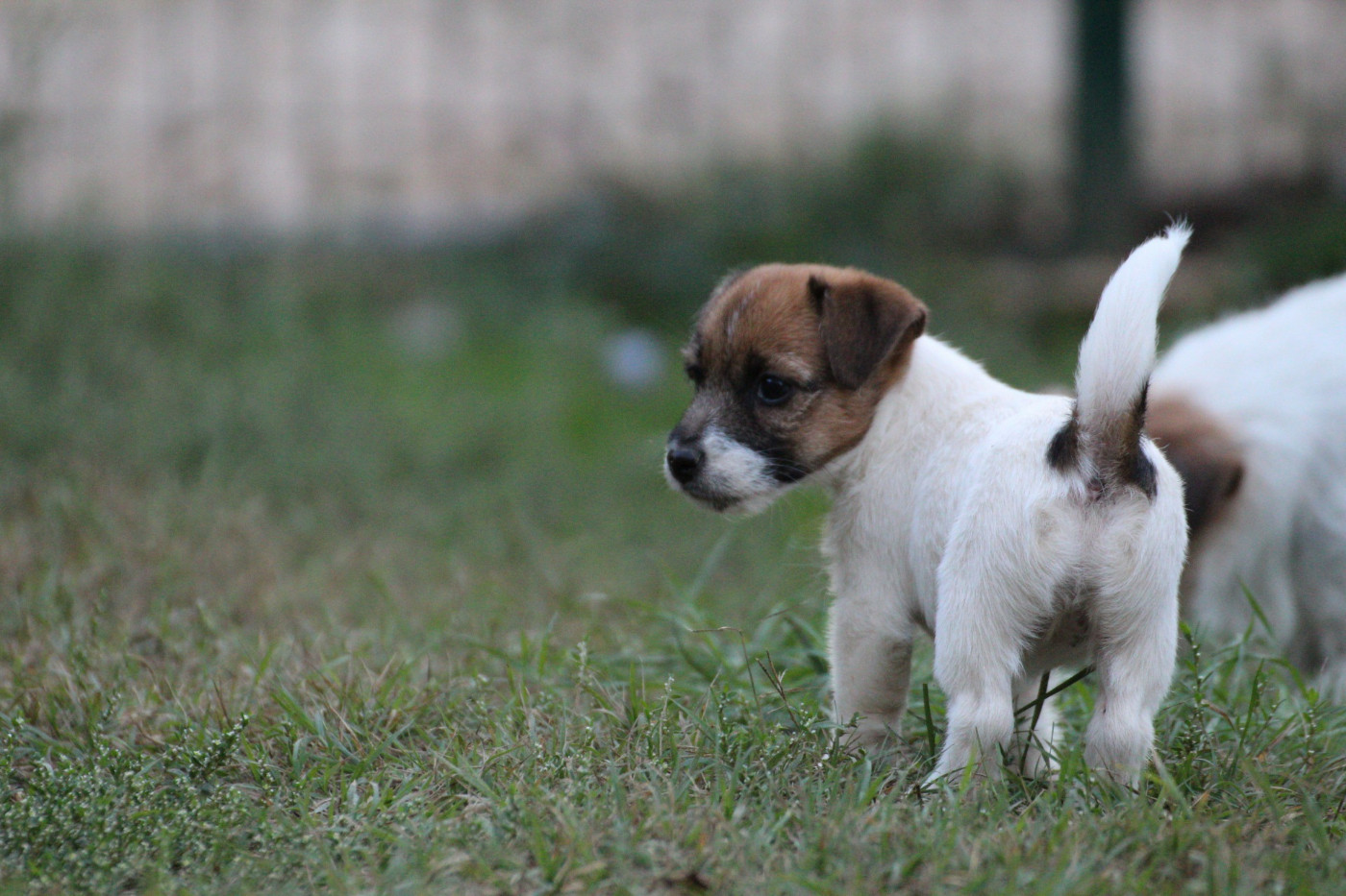 Des Gardiens De Mot - Chiots disponibles - Jack Russell Terrier