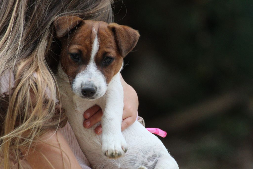 Des Gardiens De Mot - Chiots disponibles - Jack Russell Terrier