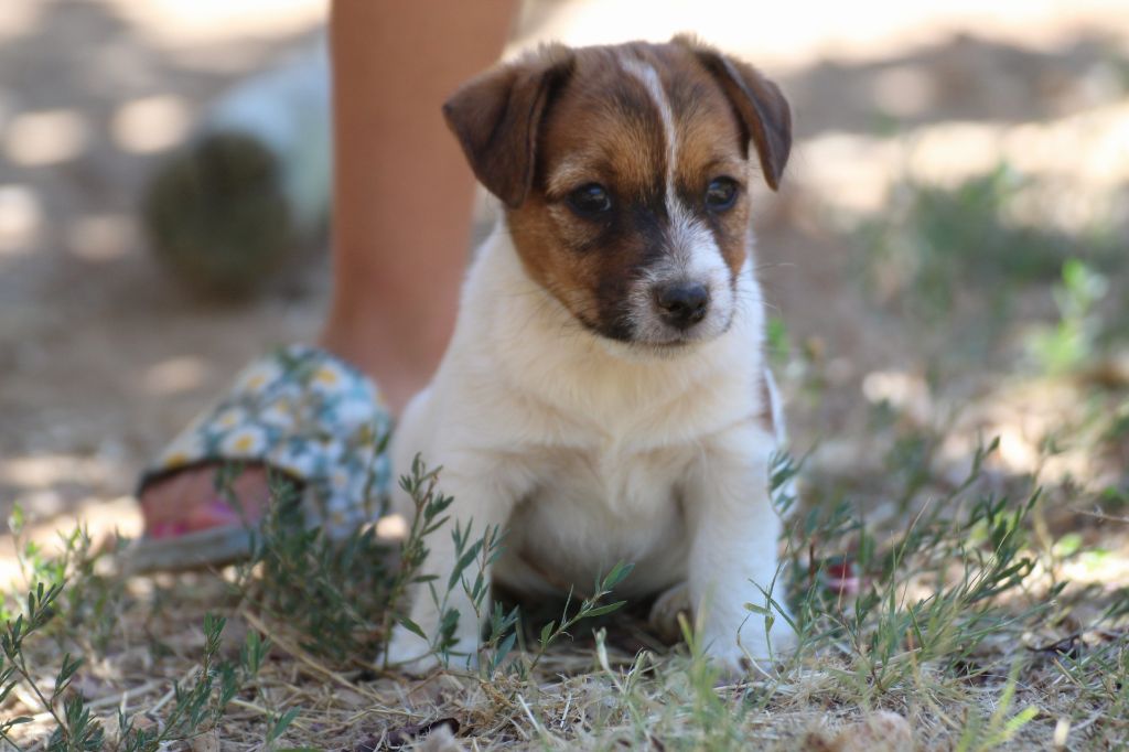 Des Gardiens De Mot - Jack Russell Terrier - Portée née le 25/06/2025